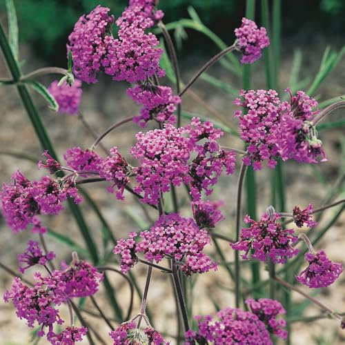 YouGarden Verbena Bonariensis in 9cm Pot, Potted Perennial Plant, Ready to Plant, Established Cluster top Vervain, Plants for Pollinators