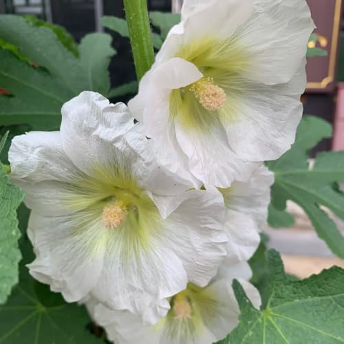 malva real malva real - de primavera, resistentes en de ornamentales balcón en Decoraciones jardines exteriores, 900semillas