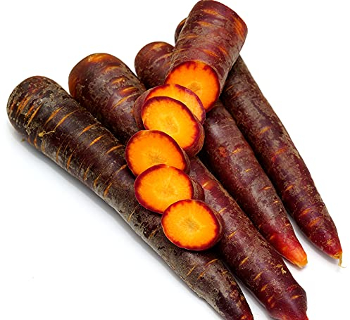 Violette Möhre Purple Dragon – Daucus carota ssp. sativus – Aromatische, farbintensive Karottenspezialität – 500 Samen