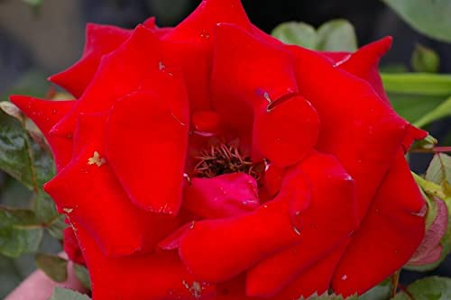 Baumschule Pflanzenvielfalt Edelrose Herz Ass® - Rosa Herz Ass® - Teehybride - rot - Duft+ - Tantau-Rose -