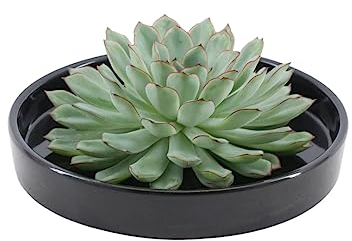 ROOTLESS by Aloe Demi | echte Sukkulent grün in schwarze keramik Schale Ø20 cm | Echeveria Pulidonis Ø12-14 cm - 5 cm | echte Sukkulent Pflanzen | Succulenten | Kakteen | Sukkulent | Kaktus