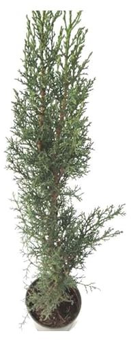 Ciprés Natural Seto Arbustivo de Exterior