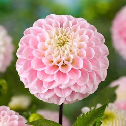 Dahlie Wizard of Oz | 1 Stück | Knolle | Schnittblume | Topfpflanze | Geeignet für Kübel | Rosa | 100% Blütegarantie | QFB Gardening