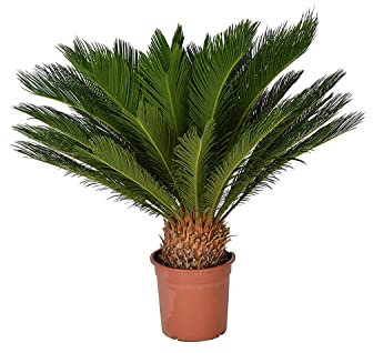 Cycas Revoluta Palmera Natural Conocida como Sagú del Japón o de la India