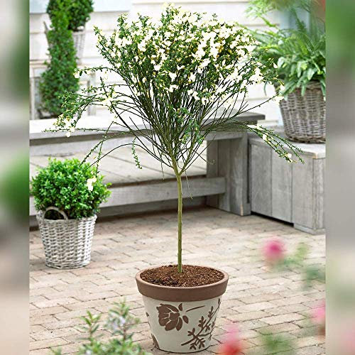 Cytisus Standard Broom Tree | Premium Potted Trees for Small Gardens Border Patio Plants | Lollipop Tree Straight Stem Plant | 100-120cm (White)