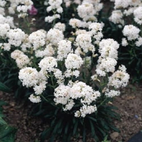 Seeds Snowstar White Lychnis Viscaria Splendens 50 Seeds