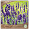 Samenliebe BIO Lavendel Samen alte Sorte Echter Lavendel Wildkraut Bienenpflanze 300 Samen samenfestes Kräuter Saatgut für Küche indoor und Balkon Garten BIO Kräutersamen mehrjährig und winterhart