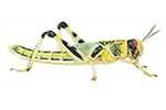 Peregrine Livefoods 200 Small/Medium Locusts -Reptile Live Food/Lizard/Spider/Frog/Mantis