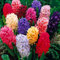 Bulbi di Giacinto a Colori Misti per Piante da Interno ed Esterno, Fioritura Primaverile, Orientalis.