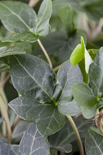Hedera helix 'Plattensee' 100–125 cm – Winterhart, Immergrün, Pflegeleicht – Efeu – Kletterpflanze für Fassade & Rankhilfe