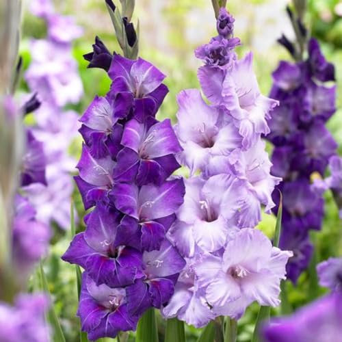 Gladiolus Bulbs-Gladiolus Flowers Gladiolus Plans Garden Flowers,Wedding Flowers,Hardy Perennial,Plant Bulbs-10bulbs-e