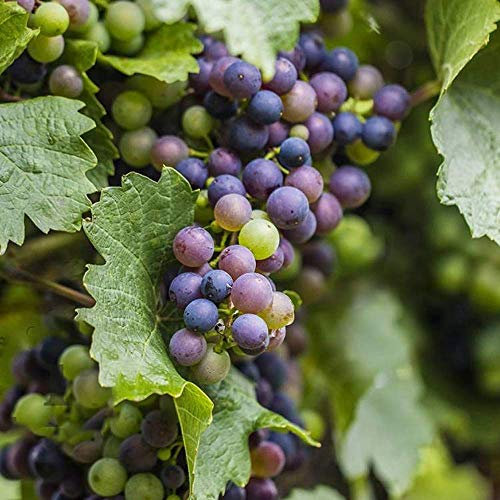 Traube Vitis 'Boskoop Glory' Laubabwerfender, winterharter, kletternder Obststrauch im Topf.