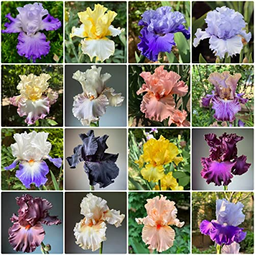 10Stück schwertlilie gladiolen schwertlilien zwiebeln winterhart mehrjährig Iris - Seltene Pflanzen serie - mix nachhaltiges geschenk balkonpflanzen pflanzendeko fensterbank deko innen