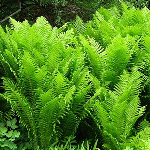 6x Fougère plume d'autruche - Matteuccia struthiopteris - Godet 9x9cm