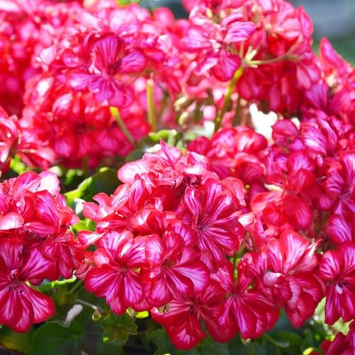 semillas de geranio - decorativas resistentes sala estarverano 200pcs