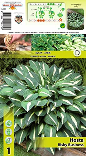 Hostarhizome : Hosta - Funkie  Risky Business  winterhart 1 Rhizom