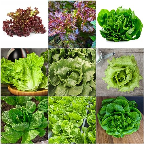 1000 pcs salat samen balkon - gewürzgarten gemüsesamen alte sorten kopfsalat pflücksalat,salatsamen,Lactuca sativa, pflanze topfpflanzen draußen winterhart deko wohnzimmer modern garten