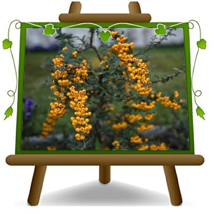 EURO PLANTS VIVAI Pyracantha Soleil d'Or Pianta da Siepe Vaso 22 cm