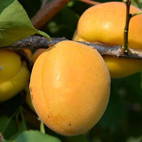 Albicocco Pisana. Garden Talamonti.