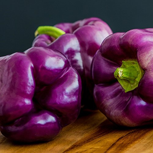 Sweet Pepper Oda frön – paprika peppar