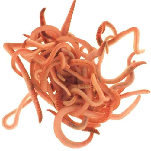 Wiggly Wigglers Worms and Bedding Block Garden Worms For Raised Beds(250g)