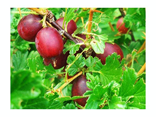 Red Gooseberry, Ribes uva-crispa Rokula, Hardy Fruit Shrub, 15-20cm Tall Plants in 7/8cm pots
