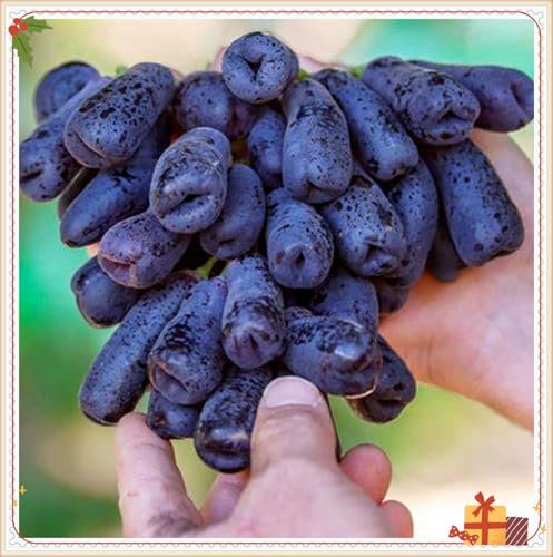 Racines de raisin, spécialistes de la plantation, vigne à doigts rares, idéale pour la plantation d'automne, entretien minimal requis - 2 bulbes-E
