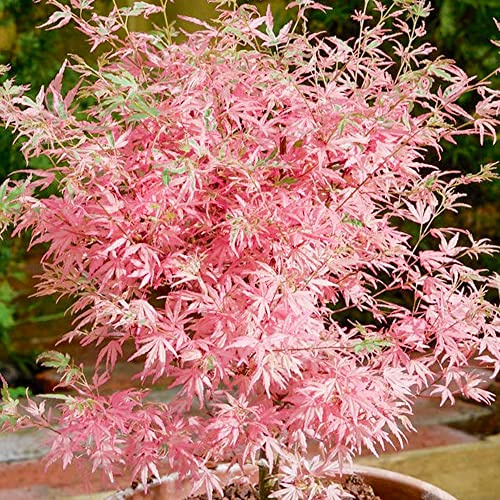 Acer palmatum Taylor - Japanischer Ahorn - Großer, im Topf bereitgestellter Baum für den Außenbereich