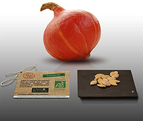 12 graines Bio à semer - Le Grenier d'Abondance - COURGE POTIMARRON - Certifié AB - Cucurbita maxima