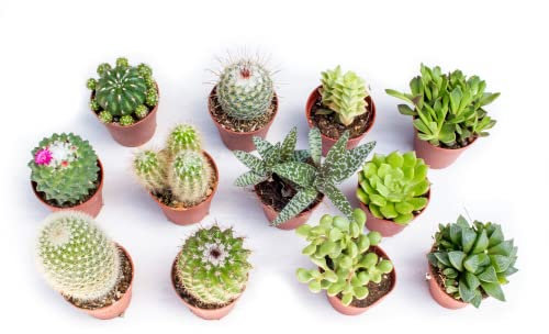 Italy Green Life - Mix di Piantine Grasse Vere Mini Cactus e Succulenti, Vaso Ø 5.5cm. Piante Vere da Interno e da Appartamento, Piante Grasse da Esterno (12 Piante)