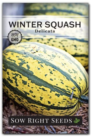 Sow Right Seeds - Delicata Winter Squash Seeds for Planting - Non-GMO Heirloom Packet with Instructions to Plant and Grow an Outdoor Home Vegetable Garden - Unique Fruits That are Tender & Tasty