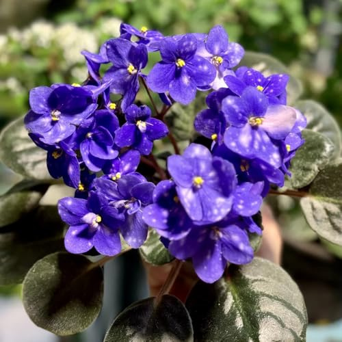 Semi di violetta africana semi soffitti verdi del prato del giardino di prato esotici resistenti balcone, 220pcs