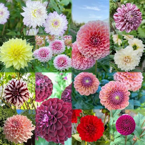 5 pezzi dalia tubercoli resistenti perenni - decorazione di bulbi in bulbi resistenti temprano, bonsai