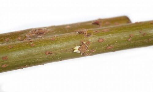 Weidenstecklinge für Weiden-Häuser & -Bauten sowie Energieholz im Energiewald, Weidenbündel Kurzumtrieb/KUP, Salix viminalis-Züchtung - Weide, Korbweide, Strauchweide (10 Weiden-Stecklinge 20 cm)