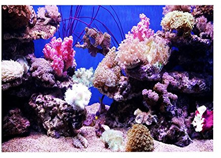 Pssopp 3D Effect Coral Poster Self-adhesive Aquarium Backdrop Fish Tank Wall Sticker Aquarium Background Underwater Poster PVC Decor Wall Paper Aquatic Underwater Coral Decor Decals(61 x 41cm)