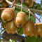 Kiwi: Actinidia Jenny - Männliche und Weiblich: selbstbefruchtend - Winterhart | ClematisOnline Kletterpflanzen