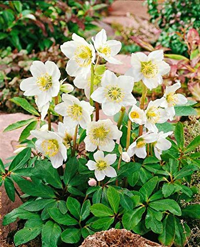Stauden Gänge 3 x Helleborus niger Advent Star (Winterhart/Stauden) Christrose/Schneerose Weiß - Winterblüher - Absolut winterhart und blüht sehr ausdauernd/Sie bringt Farbe in den Winter