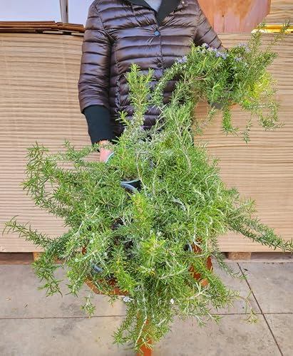 POWERS TO FLOWERS - ROSMARINO STRISCIANTE, PROSTRATO, REPENS BIO, REPENS, 2 PIANTE, vaso 14cm, piante vere