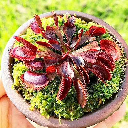 semi di Venere acchiappamosche - giardino roccioso resistenti decorazione pascolo balcone biologici 200pcs