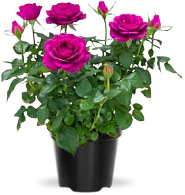 TANKDA Mini Rose Bush, Miniature Rose Flowers in 3'' Pot, Compact Flowering Rose for Indoor Outdoor Gardens and Containers (Pink Roses)