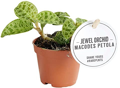 Exotenherz Orchidée bijou, Macodes Petola Emerald, mini orchidée terrestre avec feuilles originales, pot de 6 cm