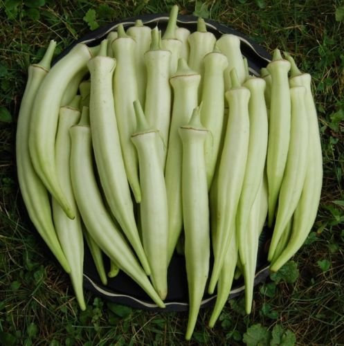 50 + Silver Queen Okra Organic Non-Ogm Seed enormous yields 7 green/white tender pods