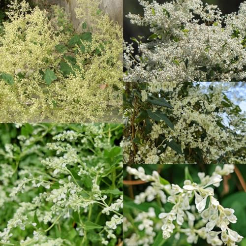 200 pcs Knöterich Kaufen Samen, deko büro seeds garden pflanzen winterharte Schlingknöterich Samen, bienenwohl topfpflanzen draußen winterhart balkonpflanzen winterhart schnellwachsend