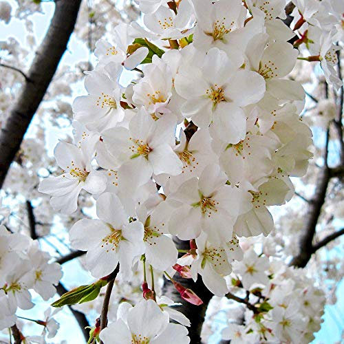 Prunus x yedoensis Shidare Yoshino | Weeping Cherry | Garden Tree | 5-6ft