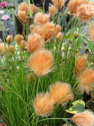 Lincolnshire Pond Plants Ltd - Marginal Aquatic Pond Plant - (Eriophorum Russeoleum) - 9cm