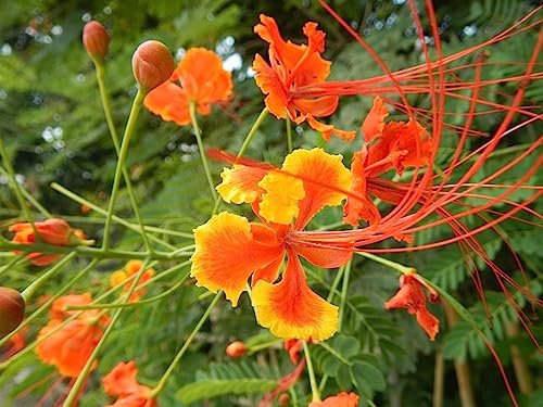 20 Graines de Ponciana Naine, Bigotillo (Caesalpinia Pulcherrima)