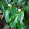200 piezas semillas de plantas de laurel cerezo semillas para plantas en macetas Comprar laurel cereza - Prunus laurocerasus - balcón con cama elevada de árbol plantas de interior
