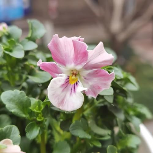 stiefmütterchen pflanzen samen, blumenwiese samen hochbeett balkonblumen wohnzimmer pflanzen garden pflanzen winterharte balkonpflanzen deko wohnzimmer winterharte stauden dauerblüher 450pcs