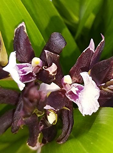 POWERS TO FLOWERS - ORCHIDEA ODONTONIA ALICE, CAMBRIA IN VASO CERAMICA BIANCO, pianta vera