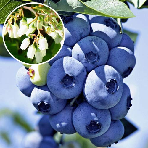 MIRTILLE GÉANT AMÉRICAIN 2 ANS 50-70 CM VIVAI AMAZONSEEDS